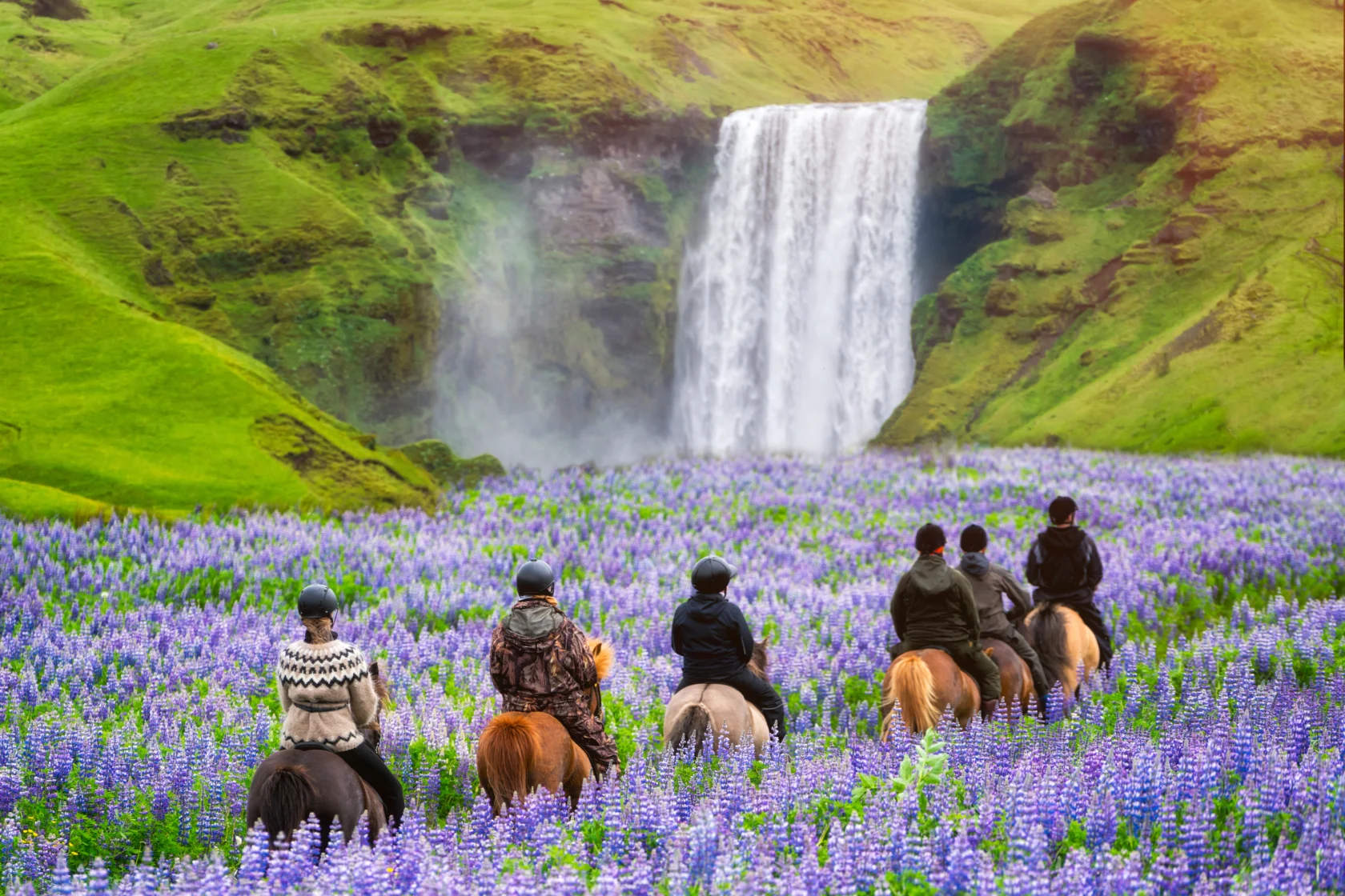 Five people on horseback ride through a field of purple lupines towards a large waterfall surrounded by green hills.