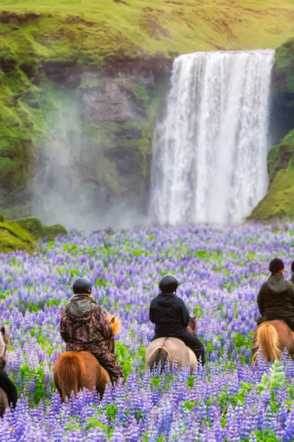 Five people on horseback ride through a field of purple lupines towards a large waterfall surrounded by green hills.
