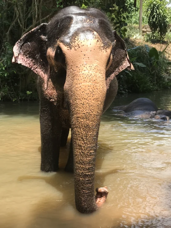 Elephant standing in a river, partially submerged, with another elephant in the background.