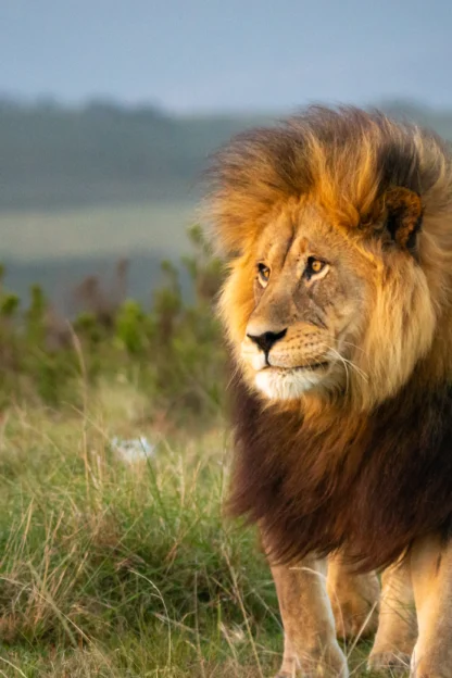 A lion with a full mane stands on a grassy field with a blurred natural background.