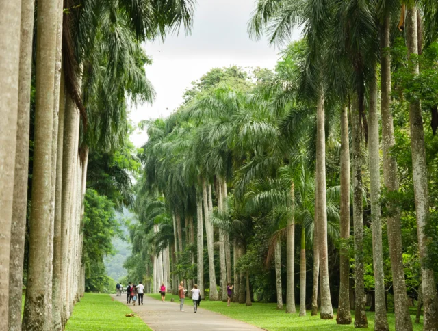 A path lined with tall palm trees, with people walking and jogging on a cloudy day.