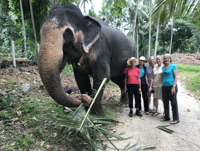 Five people stand beside an elephant eating leaves on a dirt path in a tropical setting.