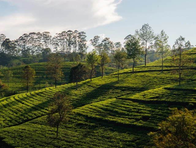 Sunlit tea plantation with neatly arranged green tea bushes on rolling hills and scattered trees under a partly cloudy sky.