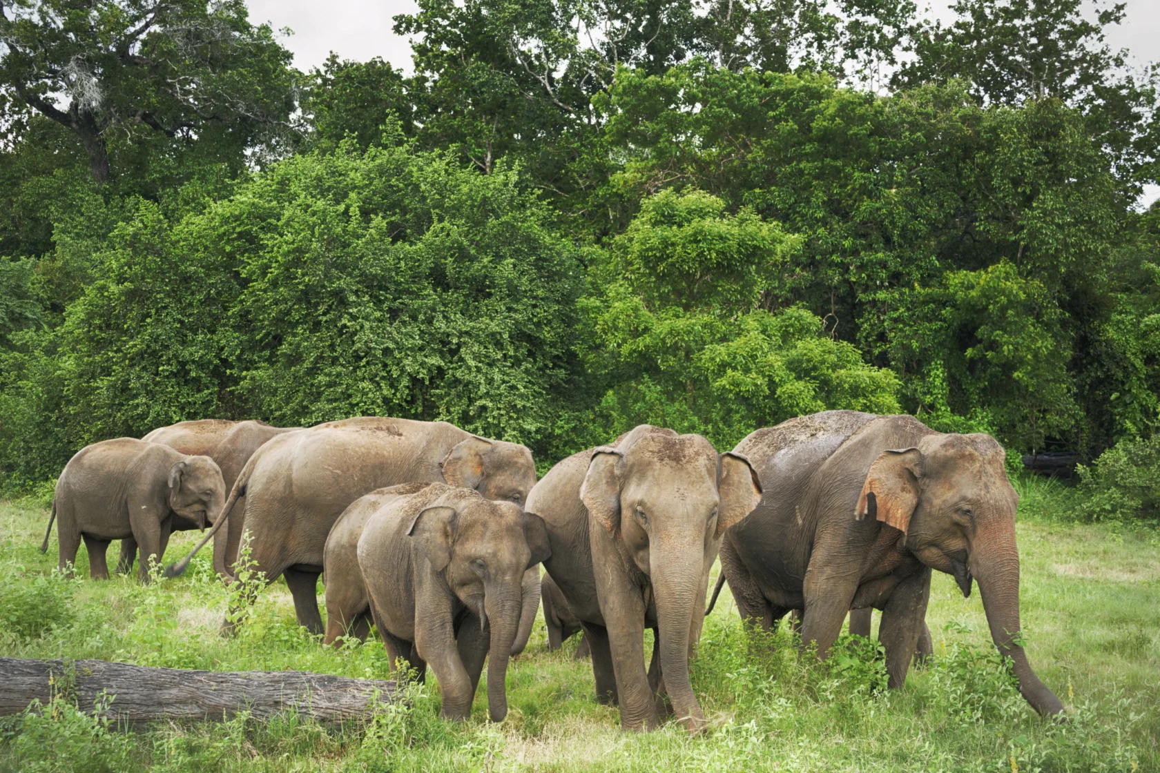 A group of six elephants walking through a grassy area with dense green trees in the background.