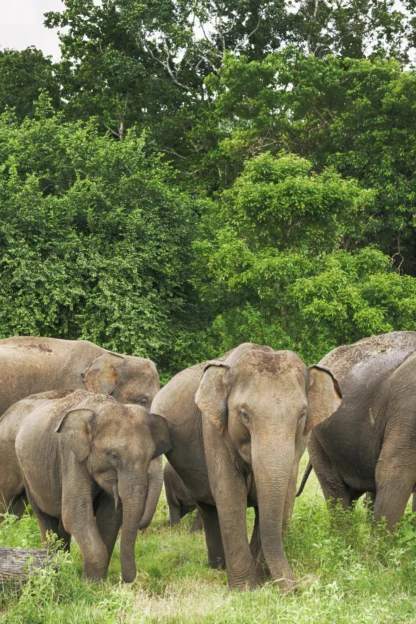 A group of six elephants walking through a grassy area with dense green trees in the background.