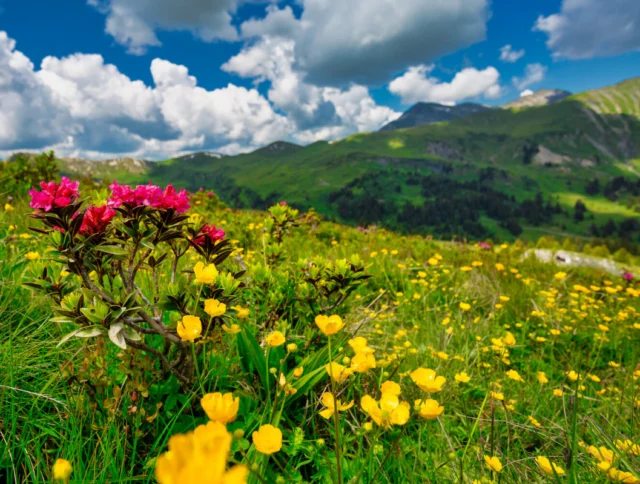 A mountain landscape with pink and yellow wildflowers in the foreground, green hills, and a cloudy blue sky in the background.