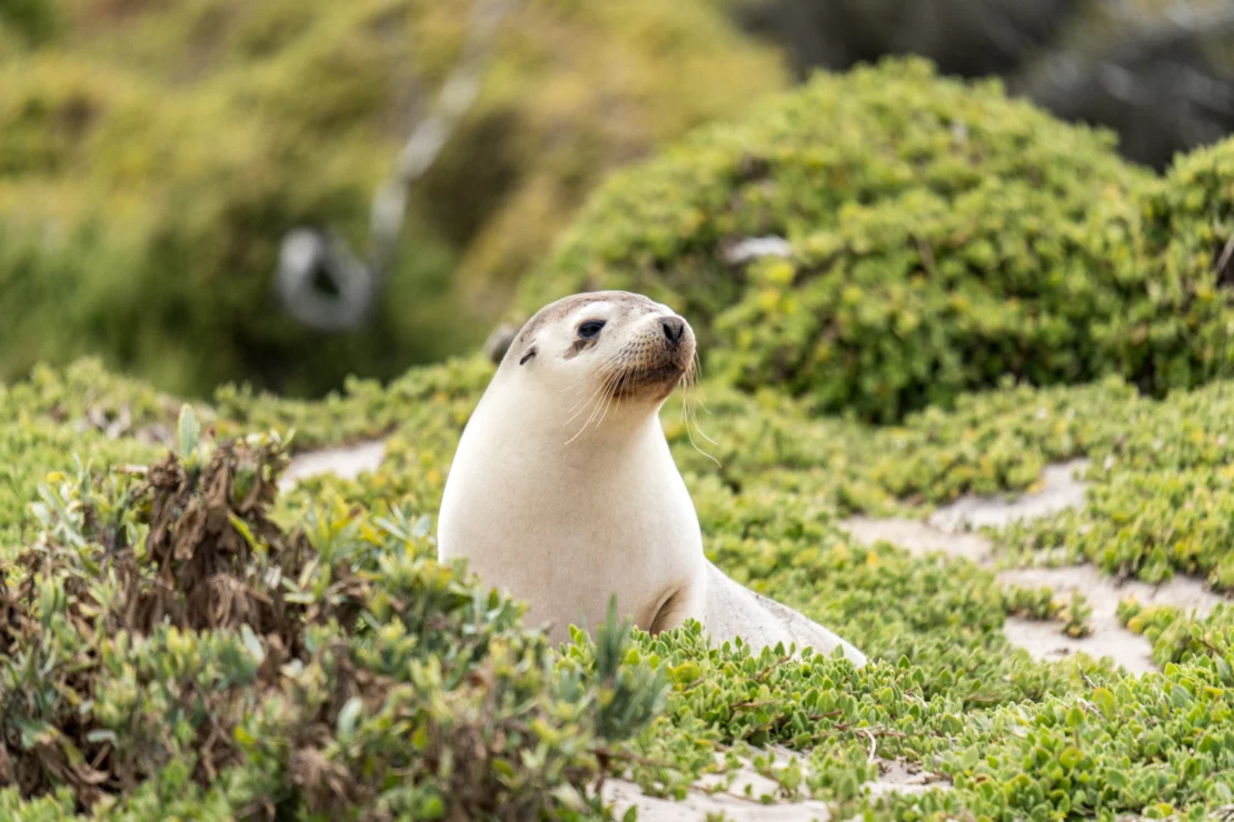 Seal resting on a sandy beach surrounded by green vegetation.