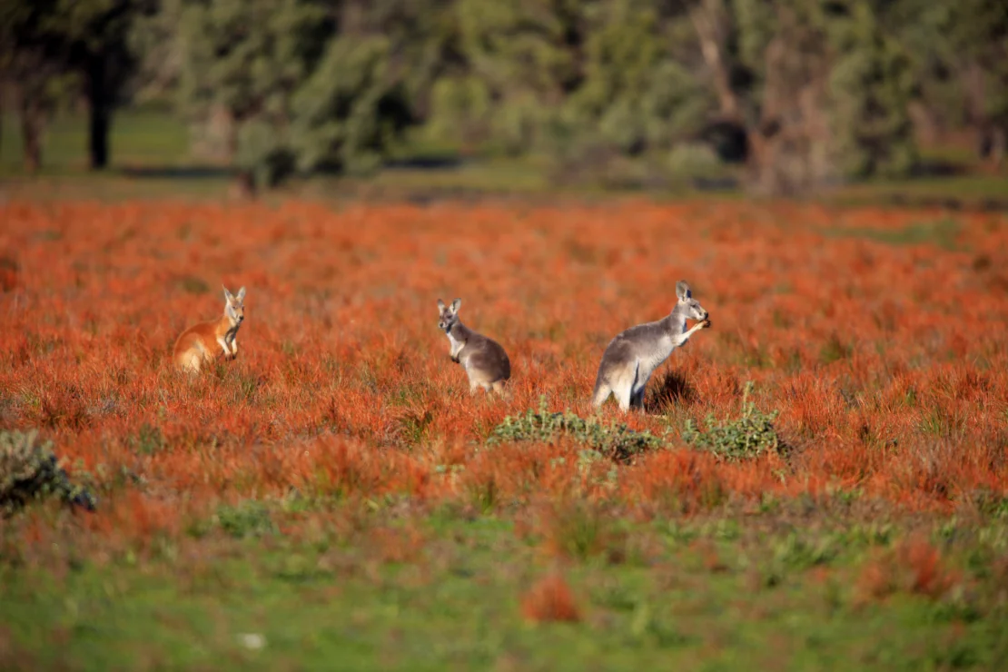 Three kangaroos standing in a field of red grass with trees in the background.