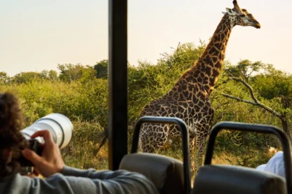 A person with a camera photographs a giraffe walking past a safari vehicle in the African savanna.