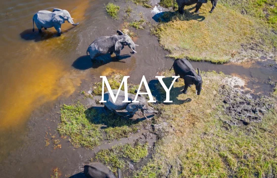 Aerial view of six elephants crossing a muddy water body with green vegetation. The word "MAY" is written in the center of the image.