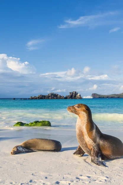 Two sea lions rest on a sandy beach with turquoise water, distant rocky islets, and cloudy sky in the background.