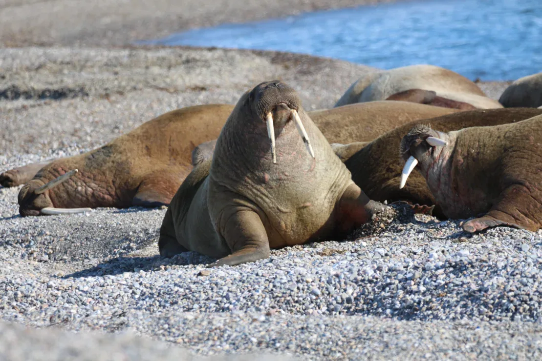 A group of walruses rests on a rocky beach near the water, with one walrus in the center facing the camera, displaying prominent tusks.