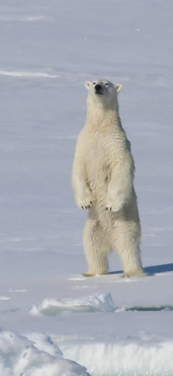 A polar bear stands upright on its hind legs on a snowy, icy surface.