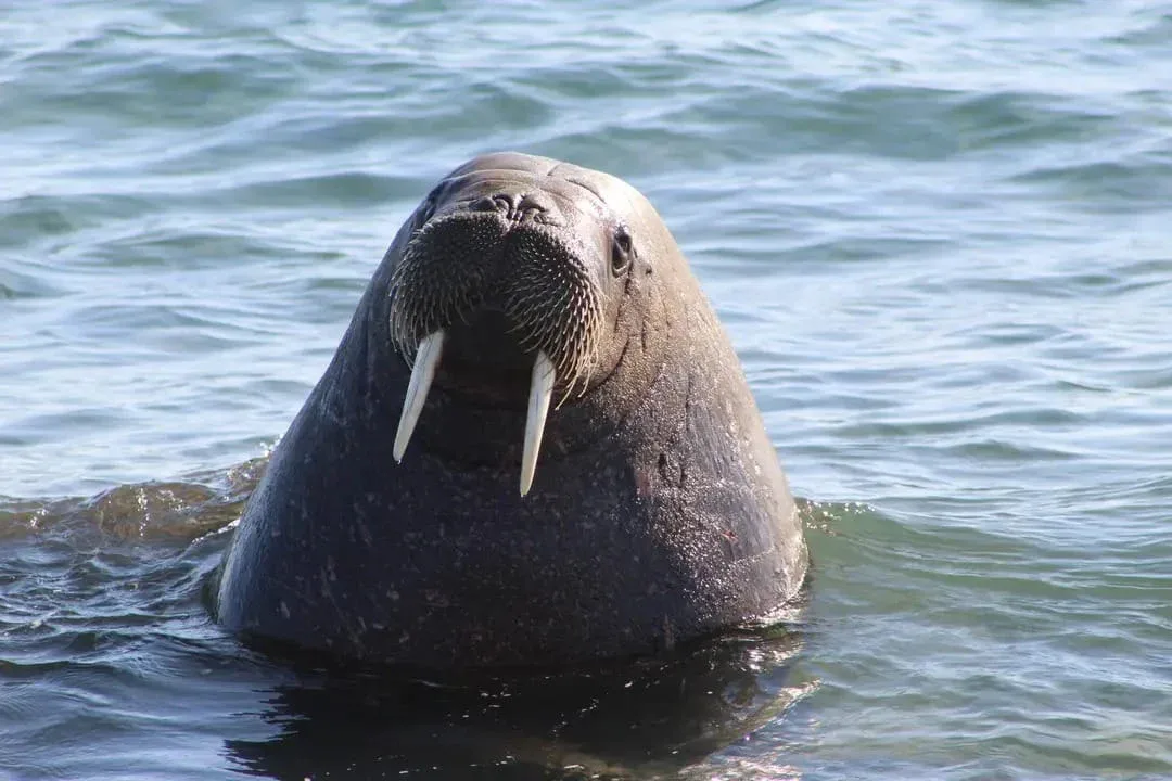 A walrus with long tusks rises out of the water, facing the camera, with ripples visible on the surface.
