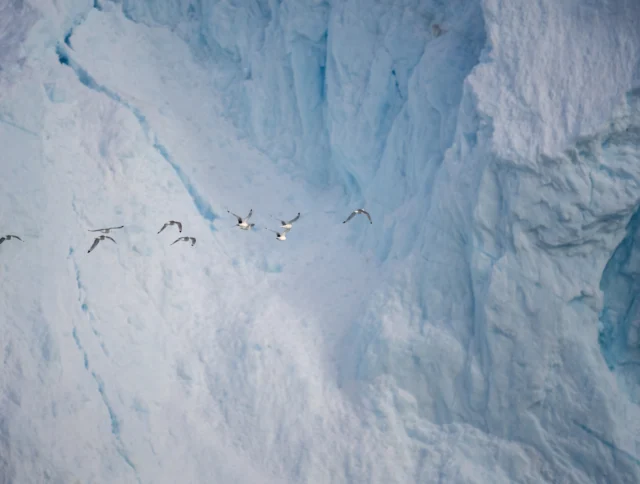 A group of birds flies in front of a large, textured blue ice wall or glacier.
