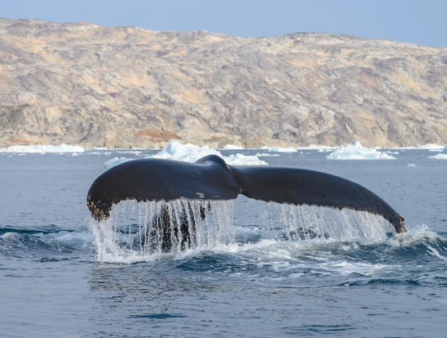 A whale’s tail fin rises above the ocean surface, with water cascading off it; rocky shoreline and floating ice are visible in the background.
