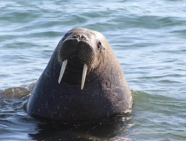 A walrus with long tusks emerges from the surface of the water, its head and upper body visible against a backdrop of rippling waves.