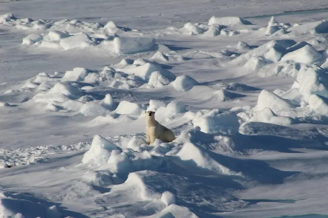 A polar bear sits on snow and ice surrounded by uneven icy terrain under daylight.
