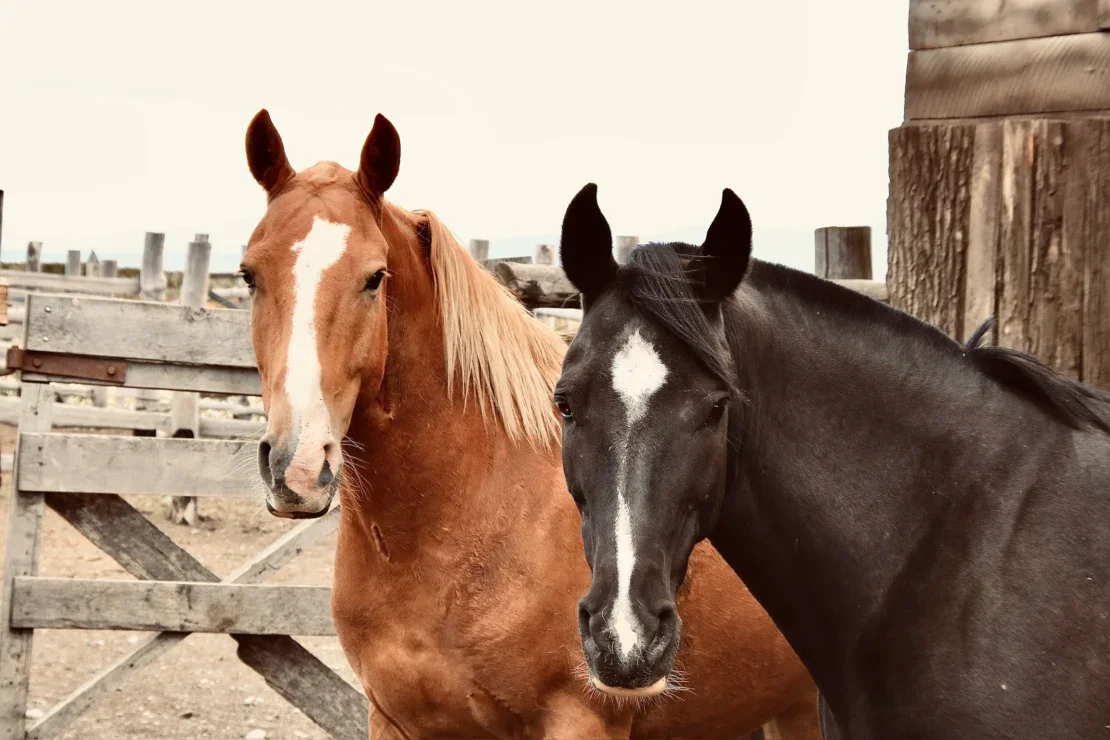 A chestnut horse and a black horse with a white star marking on its forehead stand side by side near a wooden fence.