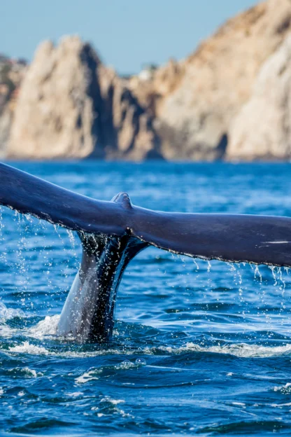 A whale's tail fin rises out of the ocean with water droplets falling off, rocky cliffs and blue sky visible in the background.