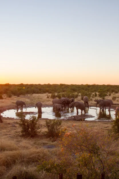 A group of elephants gathers around a watering hole at sunset in a dry, grassy landscape with sparse bushes and trees.