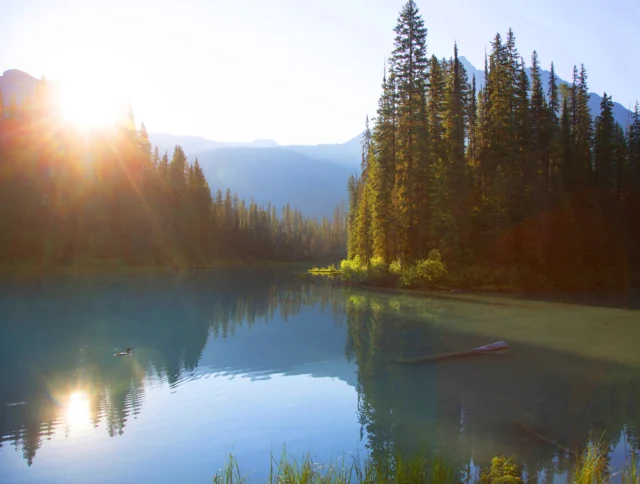 Sunrise over a tranquil lake surrounded by tall pine trees, with sunlight reflecting on calm water and a log floating near the shore.