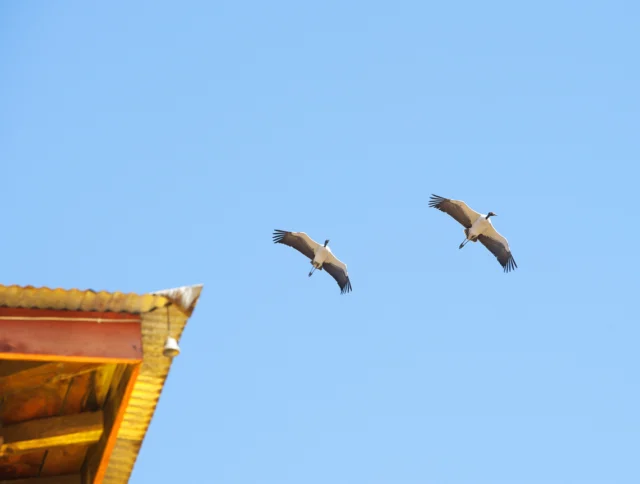 Two large birds fly in a clear blue sky above the corner of a wooden roof structure.