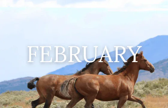 Two brown horses run across a grassy field with mountains in the background. The word "FEBRUARY" is overlaid in large white text.