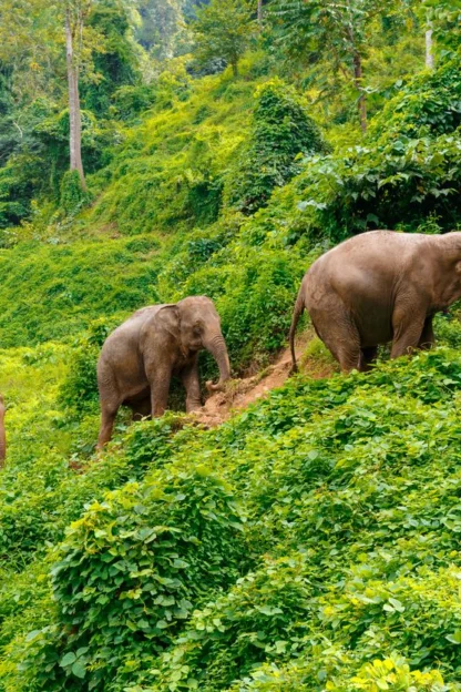 Three elephants walk in a line up a green, leafy hillside in a lush forest.