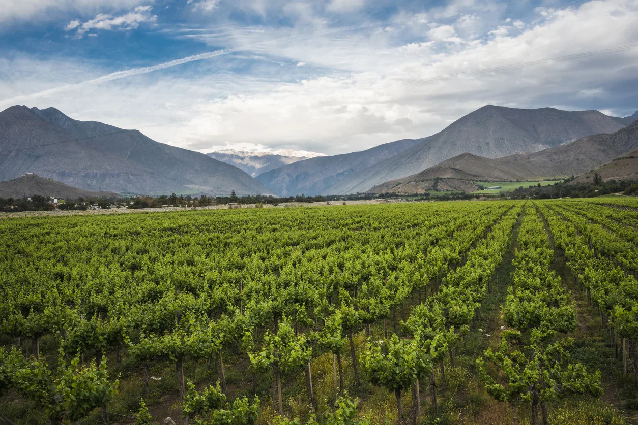 Rows of green grapevines in a vineyard stretch toward distant mountains under a partly cloudy sky.
