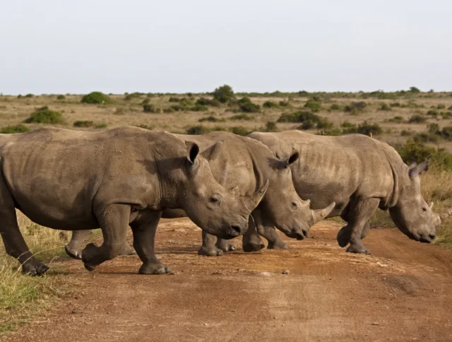 Three rhinoceroses walking across a dirt road in a grassy, open landscape.