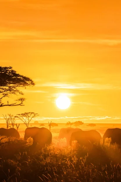 A herd of elephants walks through tall grass at sunset, silhouetted against an orange sky with acacia trees in the background.