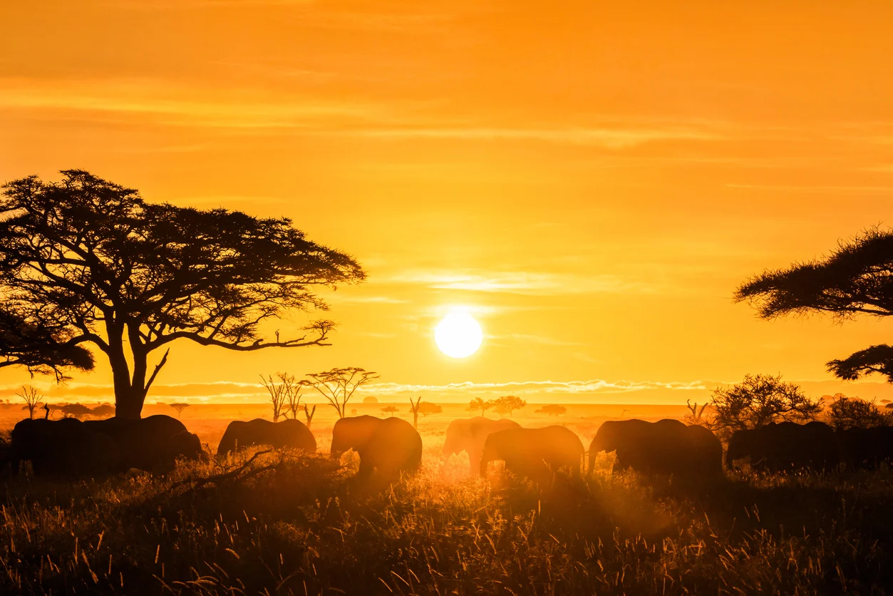 A herd of elephants walks through tall grass at sunset, silhouetted against an orange sky with acacia trees in the background.