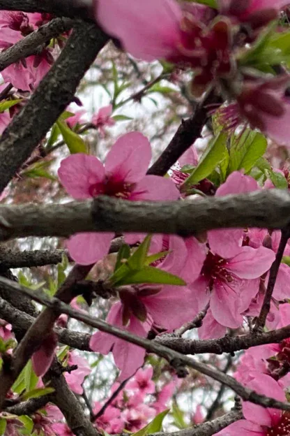 Branches with pink flowers and green leaves. The words "SUPER AGE" appear in white text in the upper right section of the image.