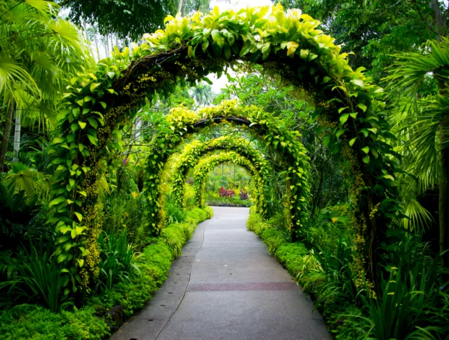 A paved walkway passes under several green, leafy arches surrounded by lush foliage in a garden setting.