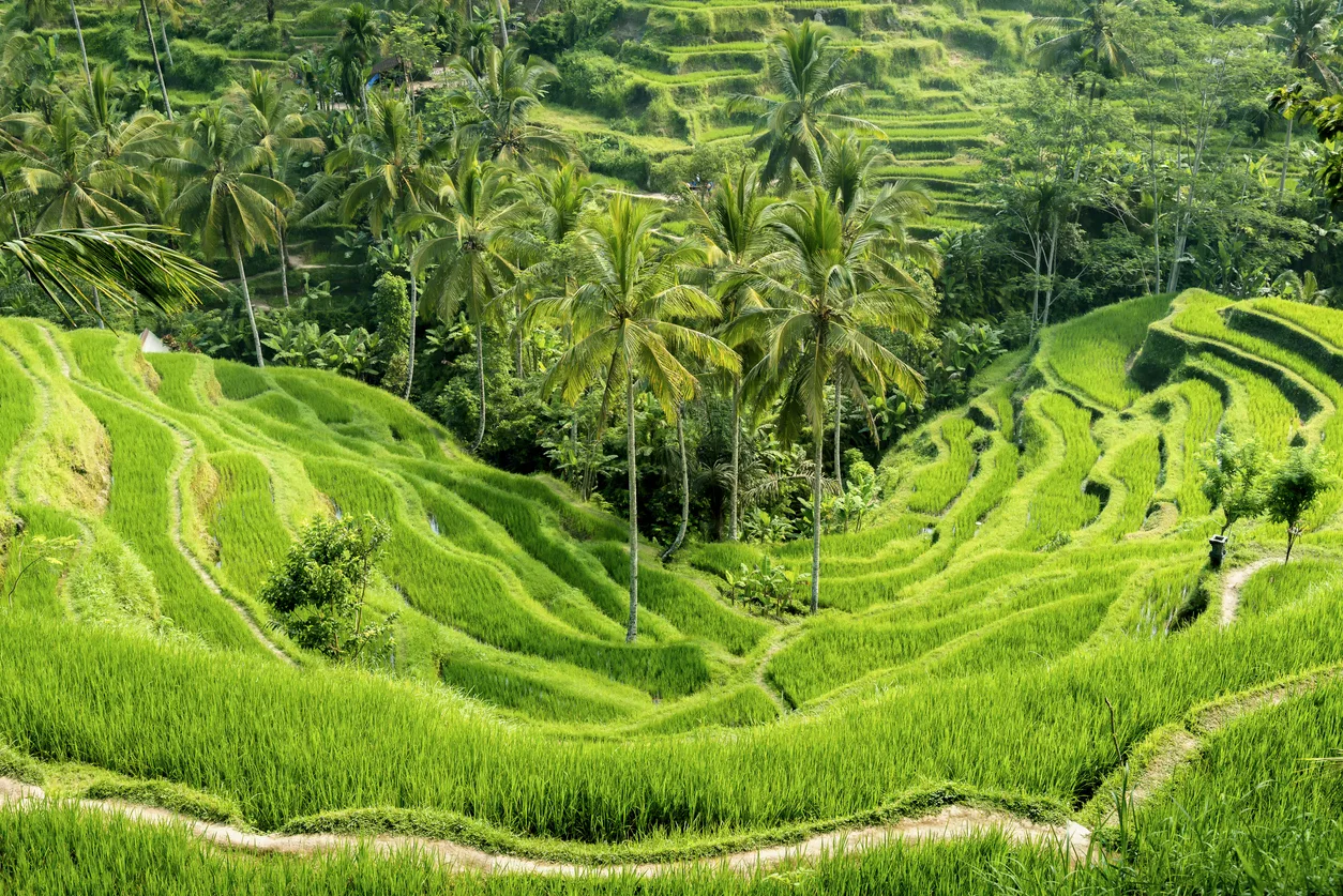 Lush green terraced rice fields with palm trees in a tropical landscape, viewed from above under natural daylight.
