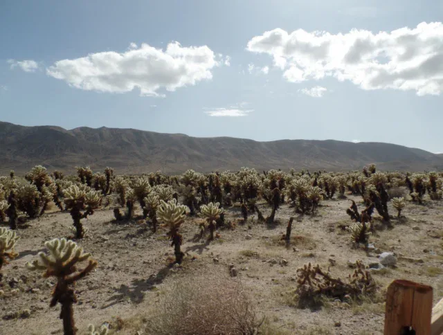 Field of cholla cacti in a desert landscape with distant mountains under a partly cloudy sky.