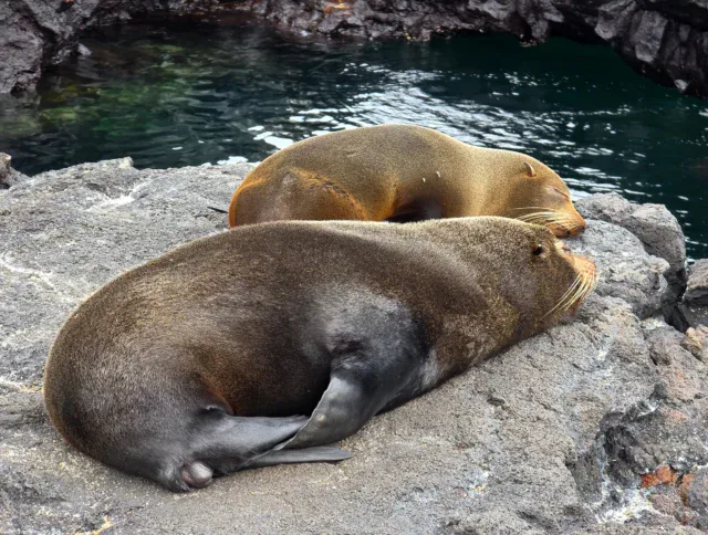 Two sea lions lying side by side on a rocky surface near a pool of water.