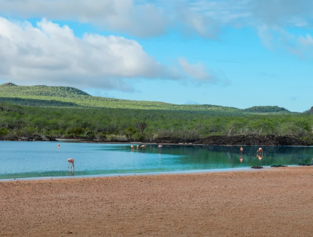 A sandy shoreline borders a calm lagoon with several flamingos wading; green hills and clouds appear in the background.