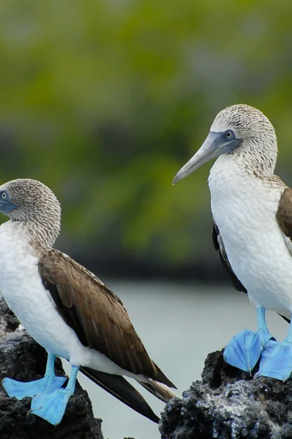 Two blue-footed boobies with brown wings and bright blue feet stand on dark rocks, with a blurred green background.