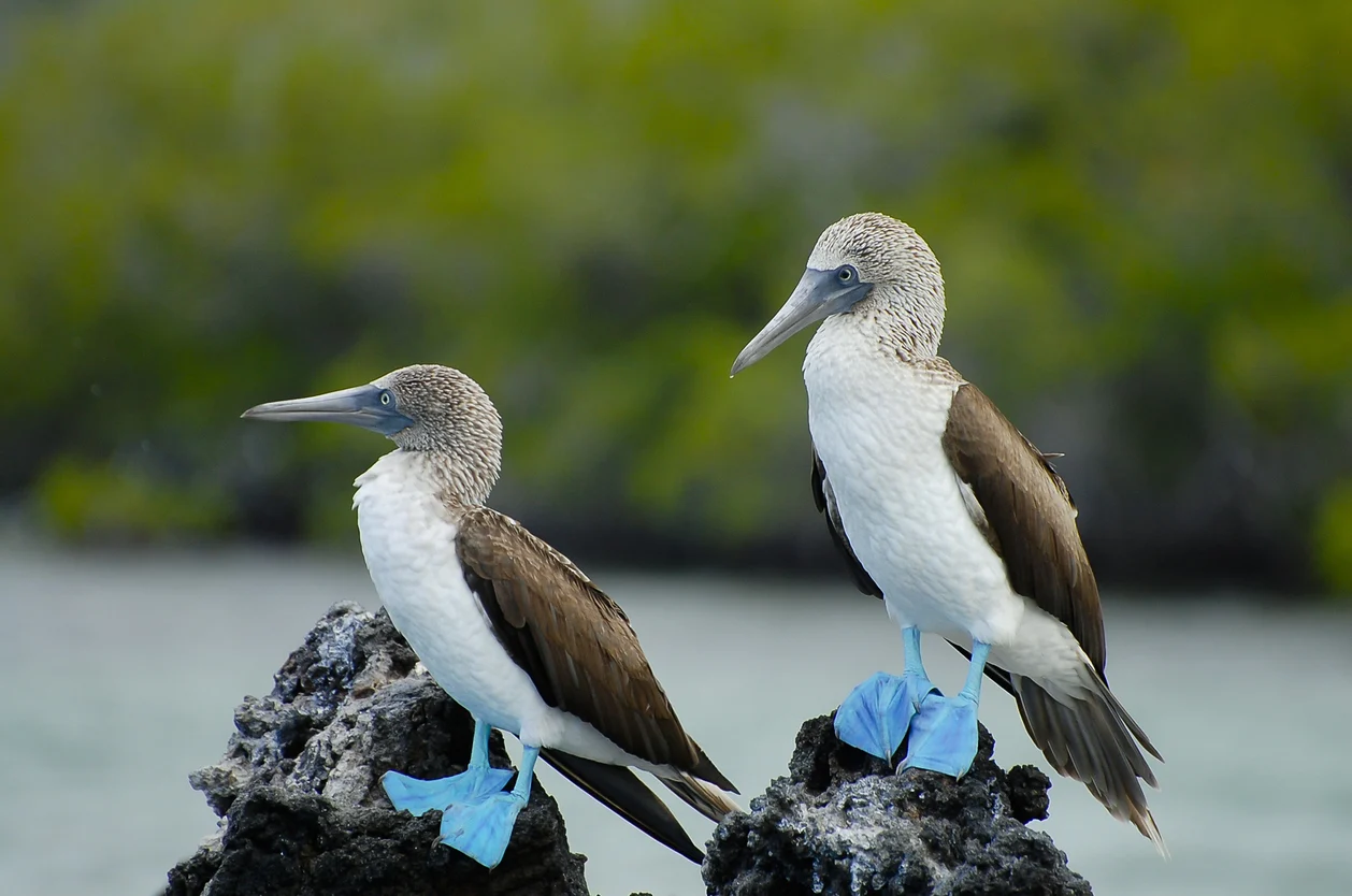 Two blue-footed boobies with brown wings and bright blue feet stand on dark rocks, with a blurred green background.